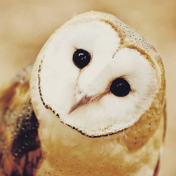 Meet your Posher, Steve - Picture 1 of 1